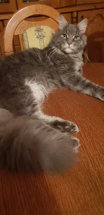 Kiara piękna Maine coon