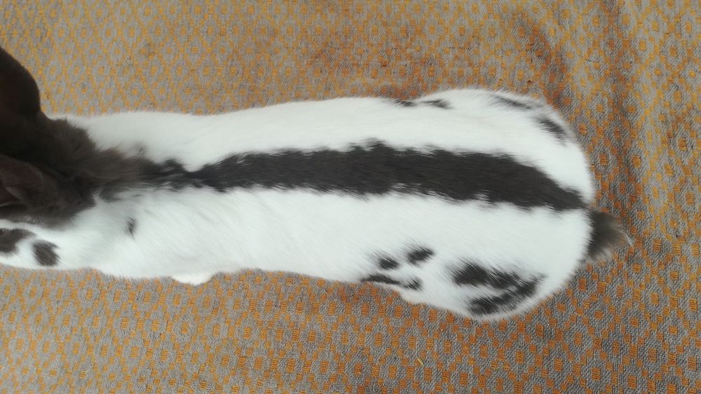 Немецкий строкач гавана