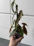 Begonia maculata na podlewaniu knotem