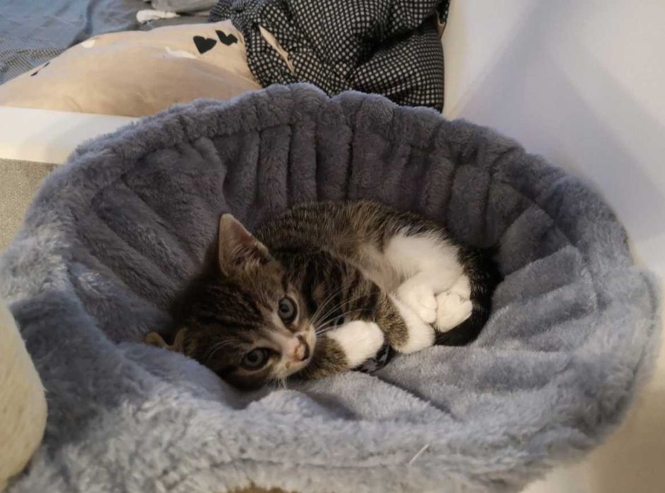 Stylowy wysoki drapak dla kota wiele poziomów + 3 ZABAWKI