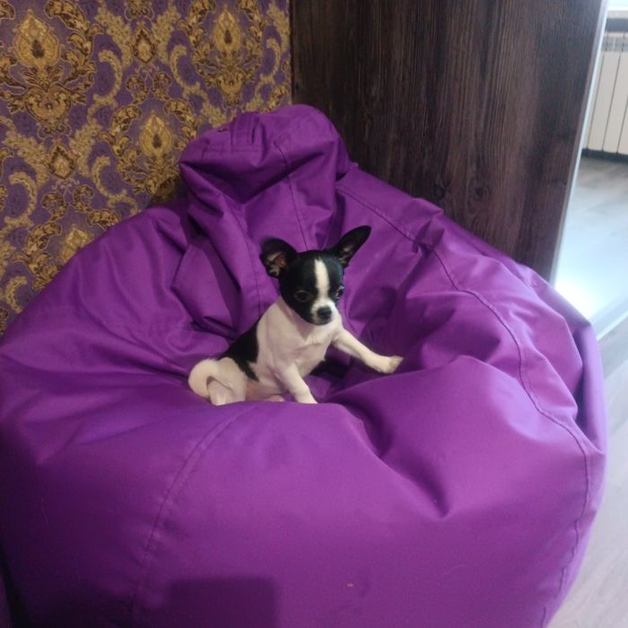 Залишився один красунчик чіхуахуа