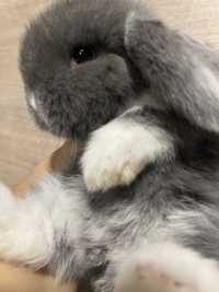 Декоративный вислоухий кролик в типі Тедди