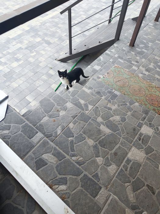 Отдам котят в хорошие руки.