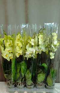 Орхідеї продаж квітучі