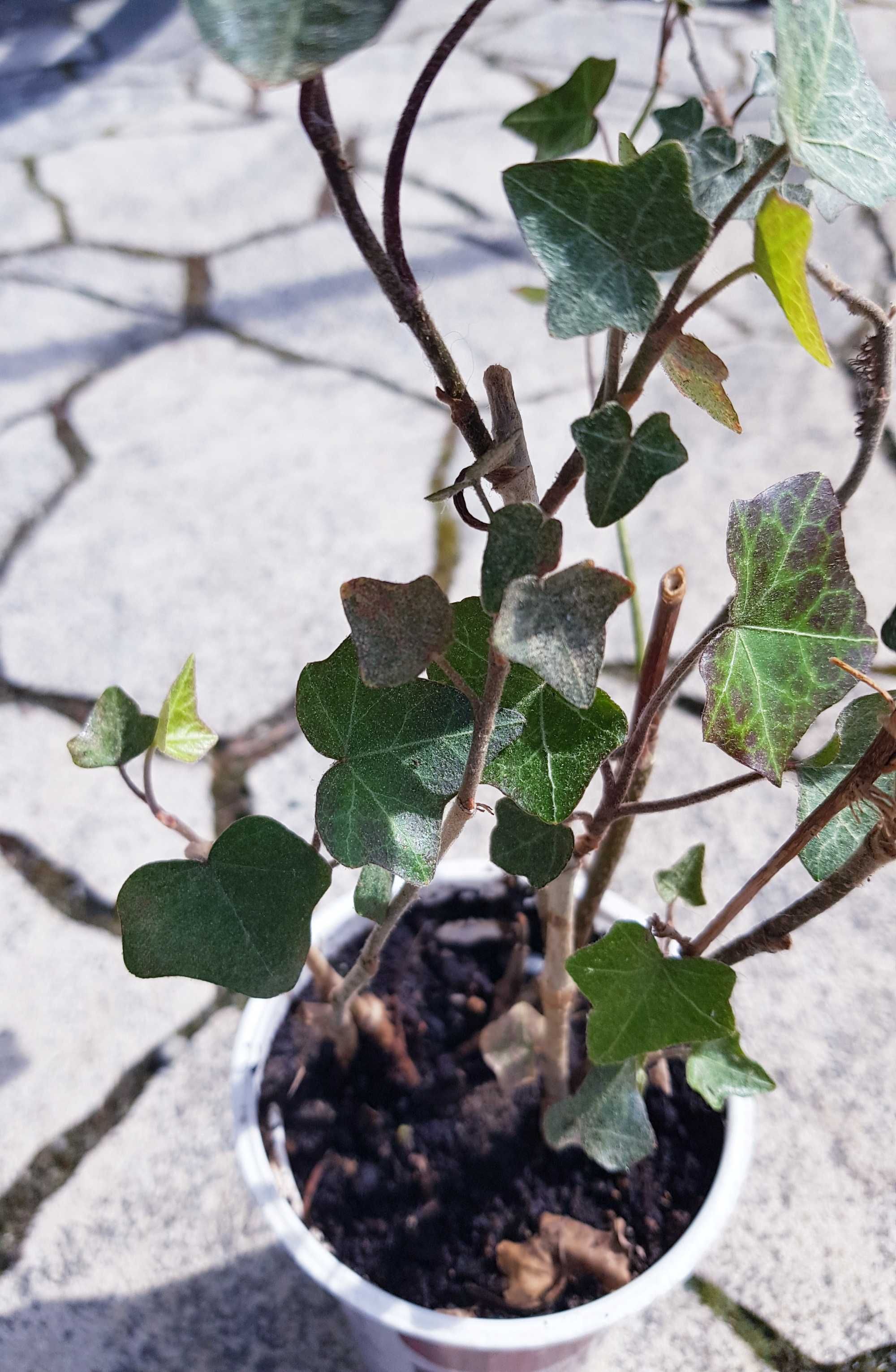 Hedera helix  zimozielone pnącze BLUSZCZ