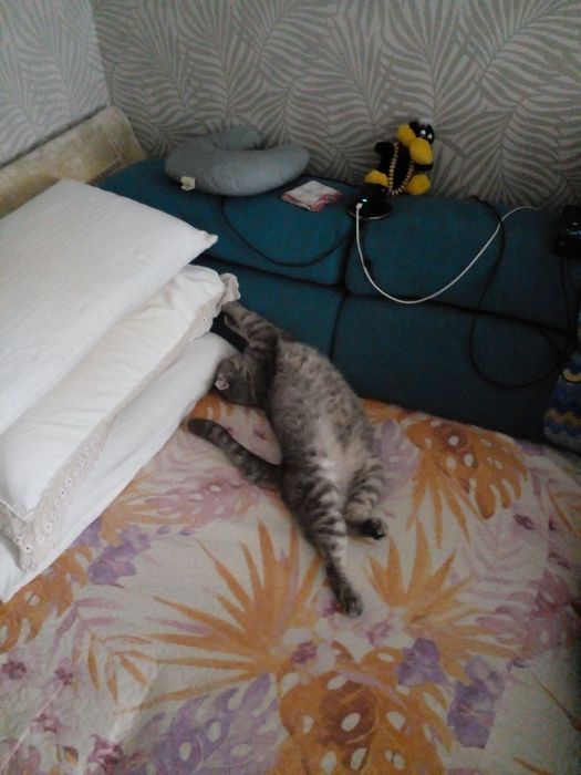 Найкращий лагідний унікальний велика родословна веслоухий шотландець