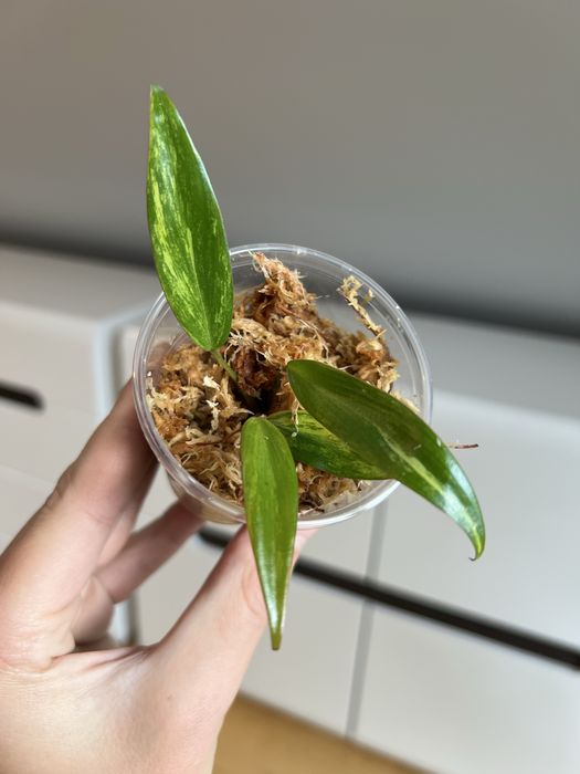 Philodendron Strawberry Shake