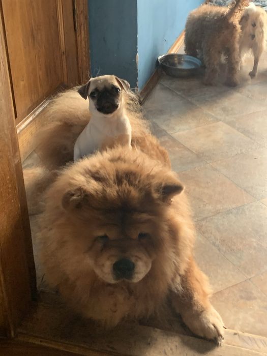 Взрослая  девочка чау чау