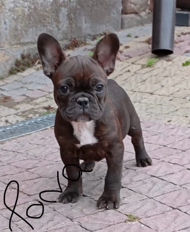 Buldog Francuski