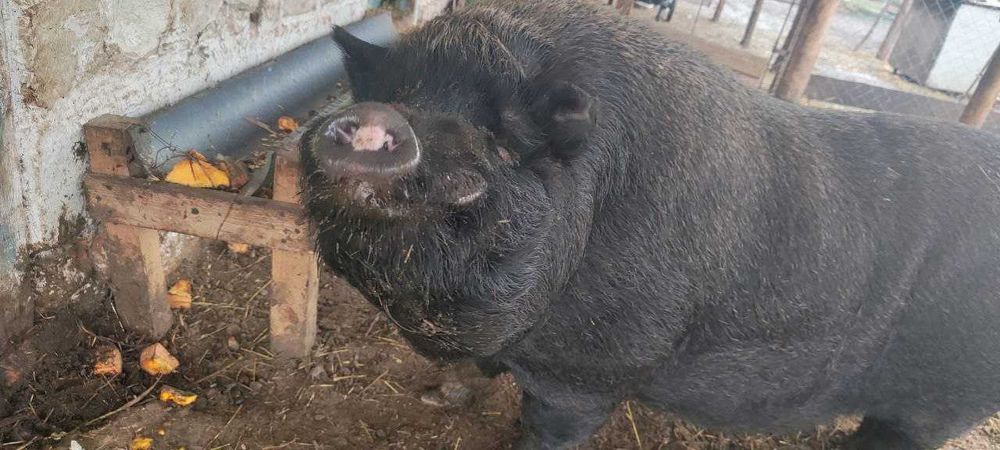 Вєтнамськи хряк.