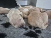 Golden Retriever suczka – złota/jasnozłota, domowa hodowla