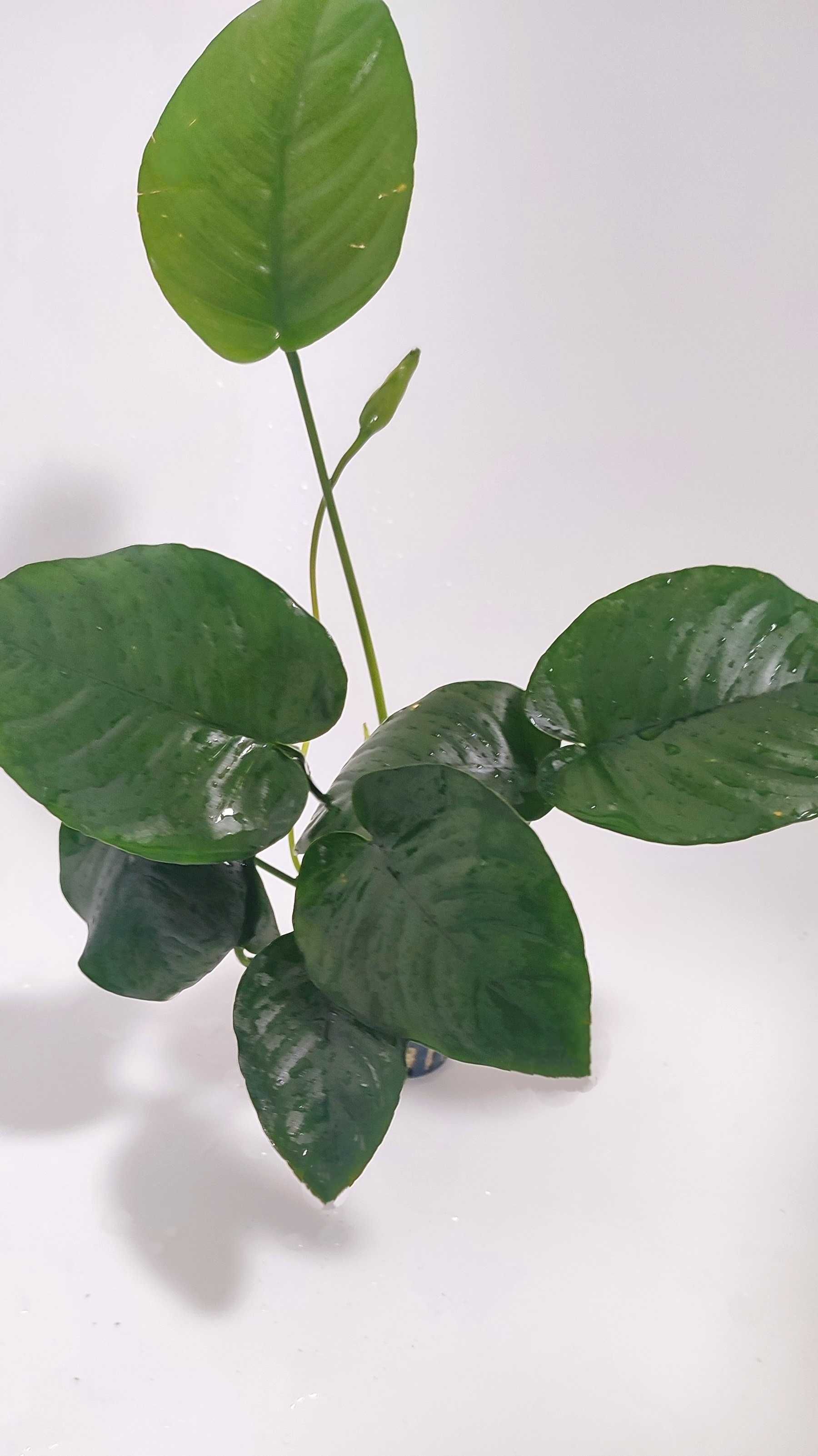 ANUBIAS BARTERI Duży XXL Koszyk Roślina Akwariowa Akwarium Ozdoba