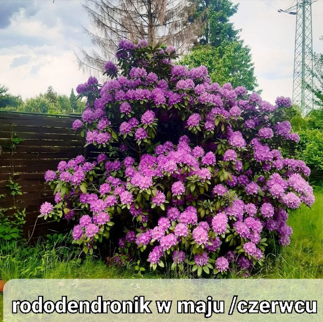Sprzedam ogródek.  ROD HUTNIK
