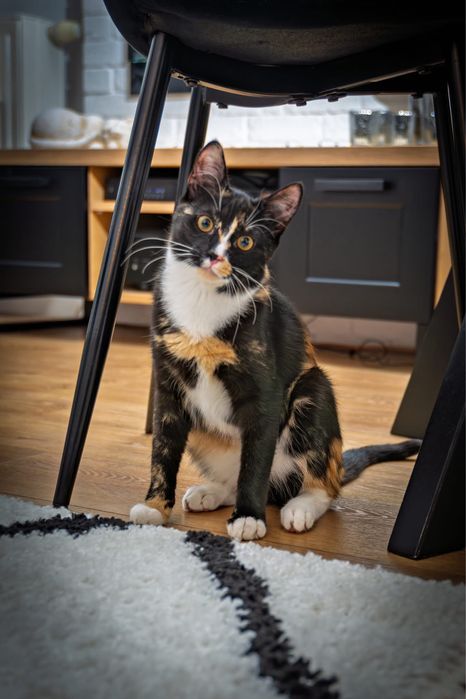 Koteczka Izi szuka domu