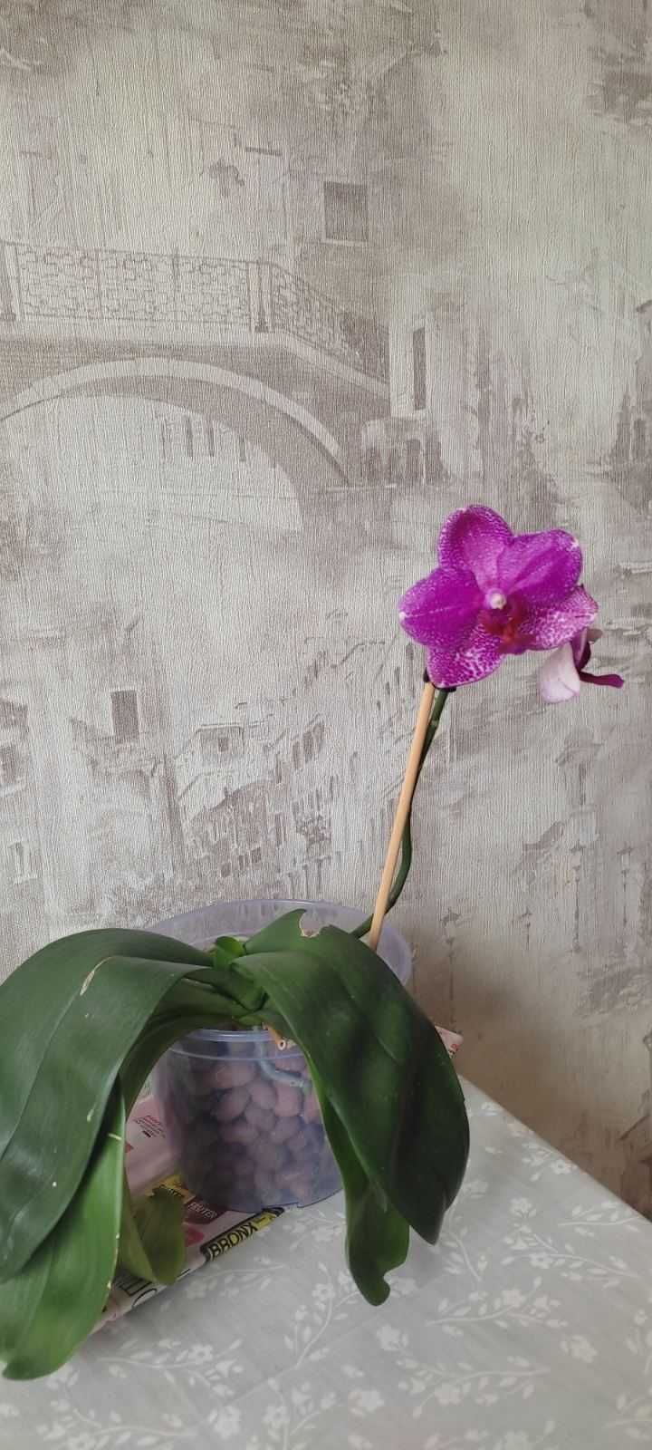 орхидея, орхидеи