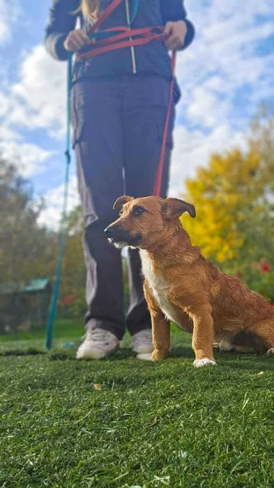 Rudi w typie jamnika.