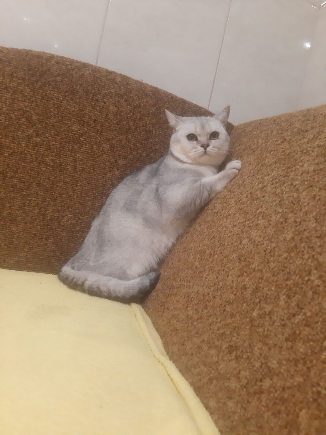 Шотландський скоттіш страйт в'язка