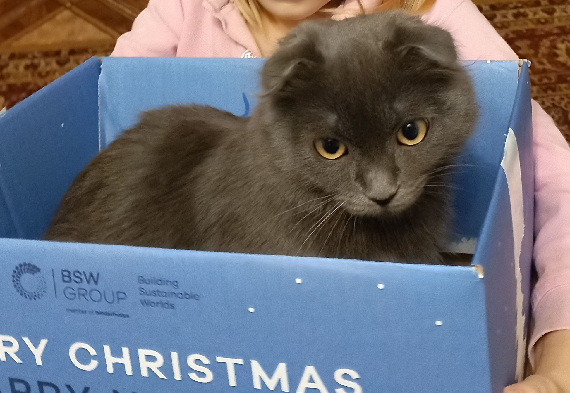 Віддам котика 1 рік