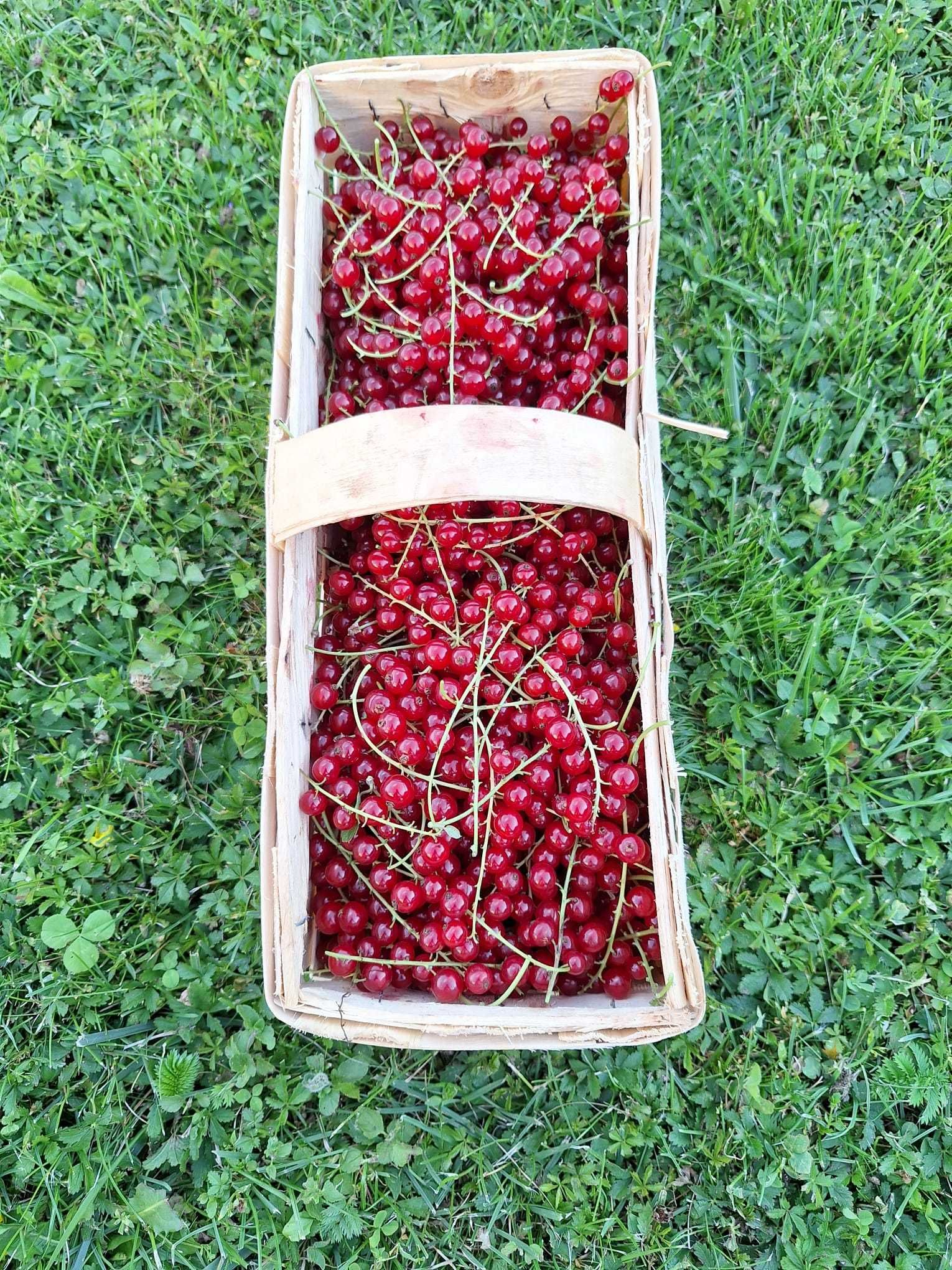 Sprzedam czerwoną porzeczkę - 5 zł/kg