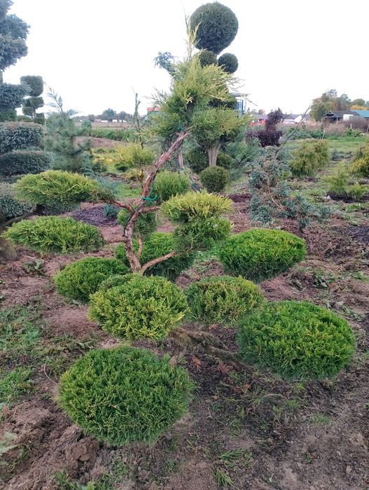 Sprzedam Bonsai ogrodowe