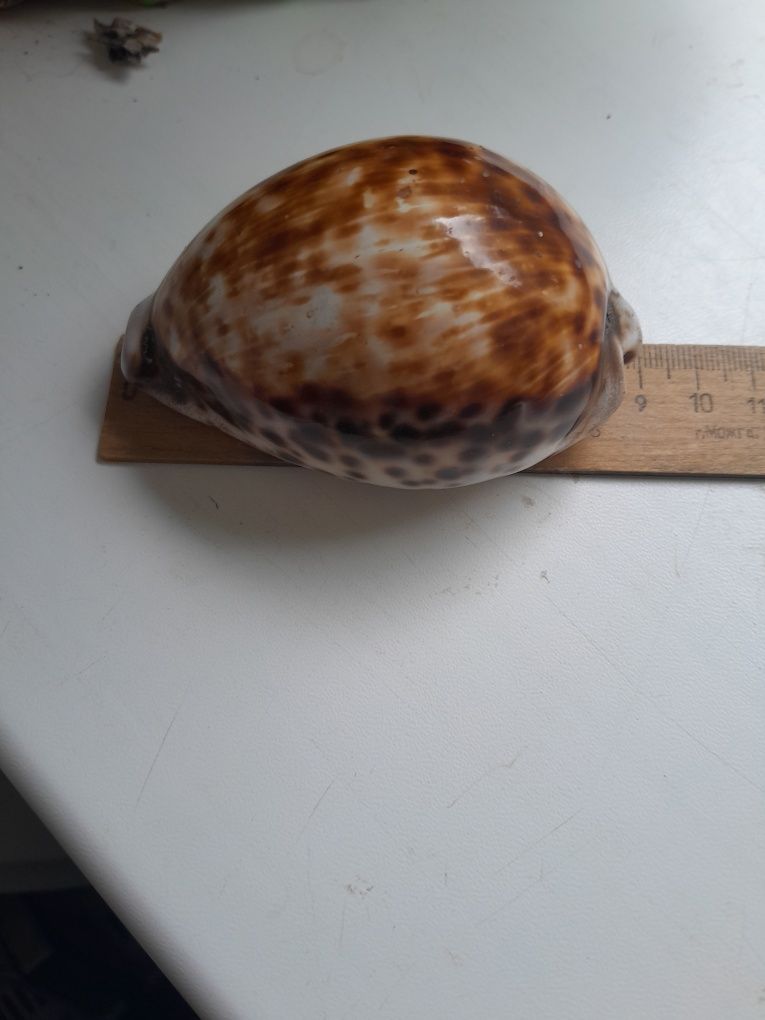 Ракушка морская.