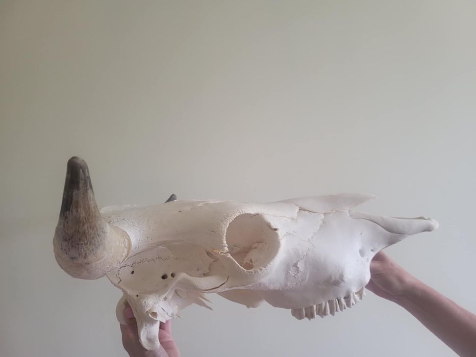 Czaszka krowy - weterynaria nauka anatomii