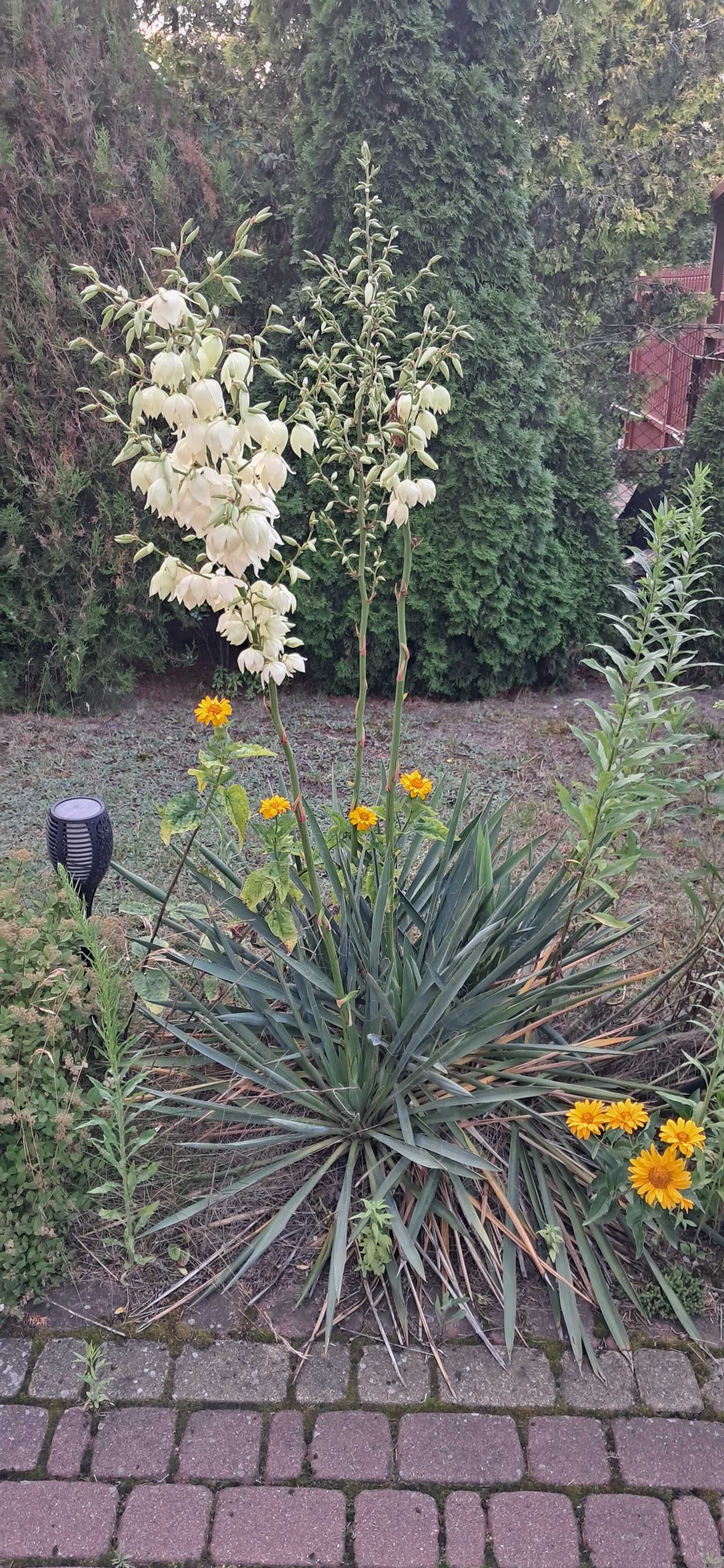 Jukka Juka Karolińska ogrodowa Yucca