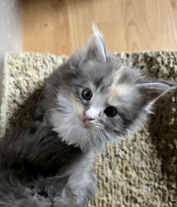 Cudna kotka Gizele MAINE COON