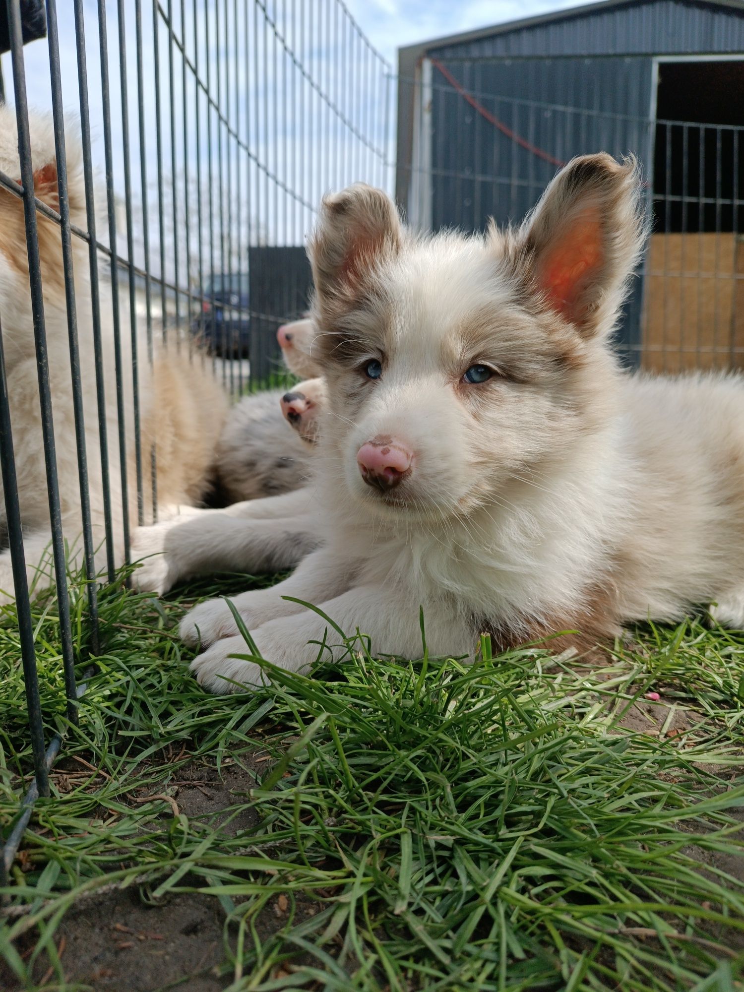 Border Collie Red Merle