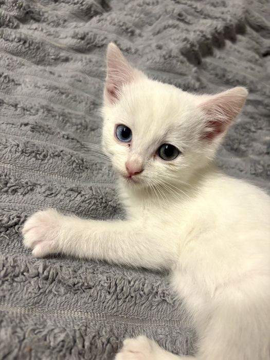 Продається чарівне кошеня кольоровими очима