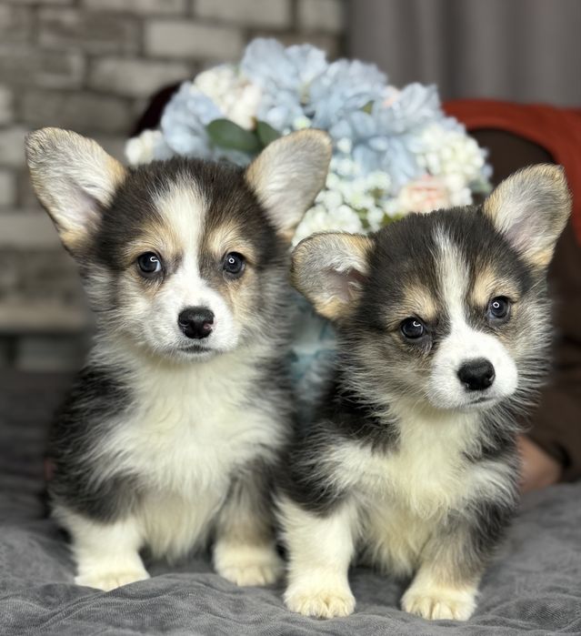 Вельш-корги Пемброк