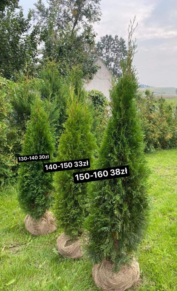 Tuja Szmaragd 150-160 SADZIMY! (120/130/140) Tuja Thuja Thuje