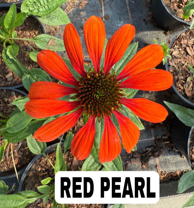 Jeżówka red pearl piekna sadzonka bylina