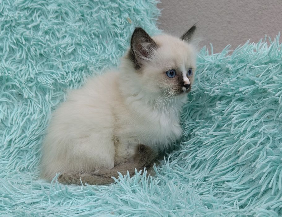 Kotka Ragdoll    .