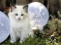 Koteczek Ragdoll z rodowodem Felis Polonia (FPL)