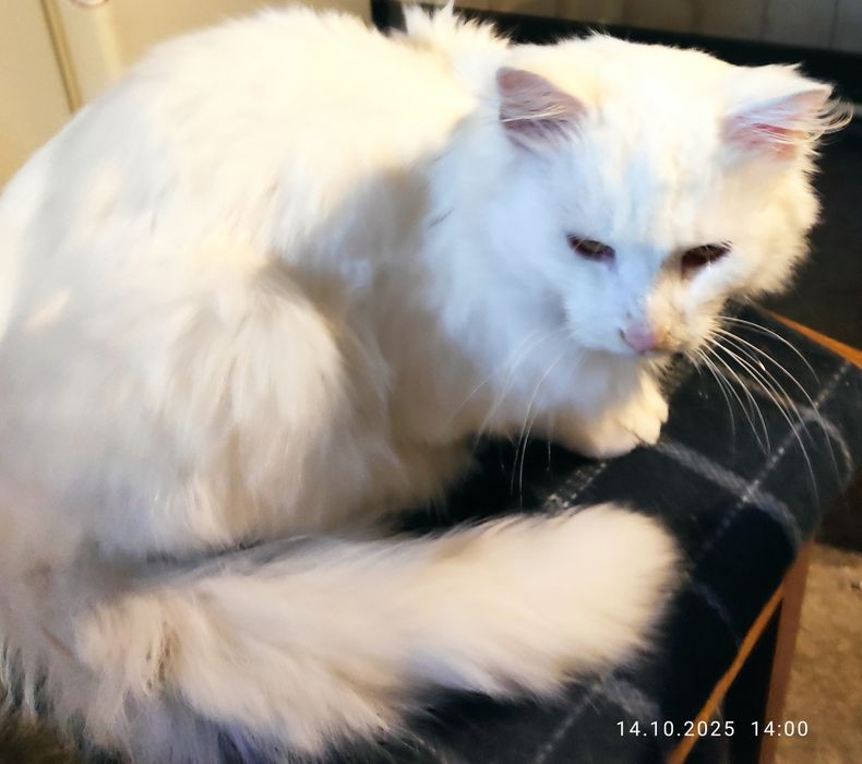 Котик мальчик турецкая ангора