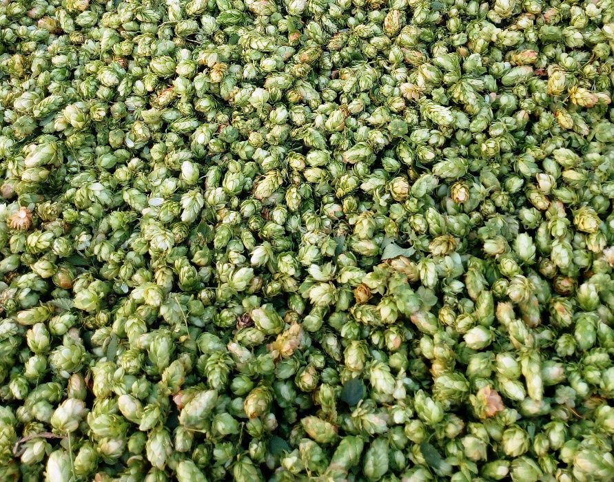 Lúpulo (Humulus Lupulus)-hops-hopfen-houblon-cerveja artesanal/infusão