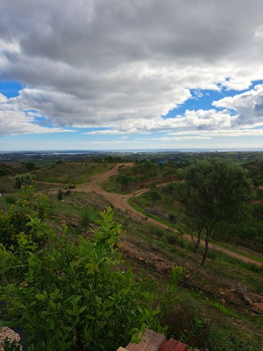 Venda terreno rustico 5,6 ha, com pinhal e árvores diversas