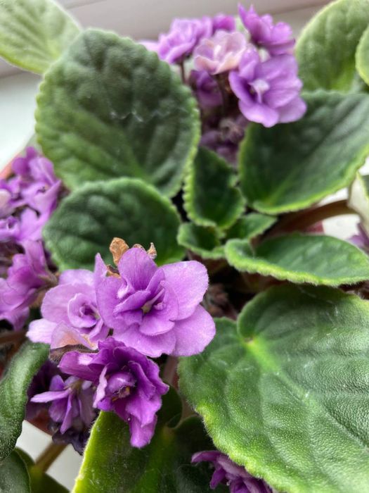 Фіалка рідкісна фіолетова, біла; вазон; кімнатна рослина