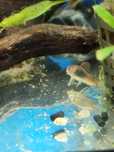 Corydoras Orange Venezuela