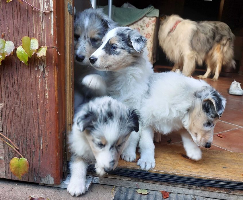 Owczarek szkocki długowłosy Collie, szczeniak gotowy do odbioru