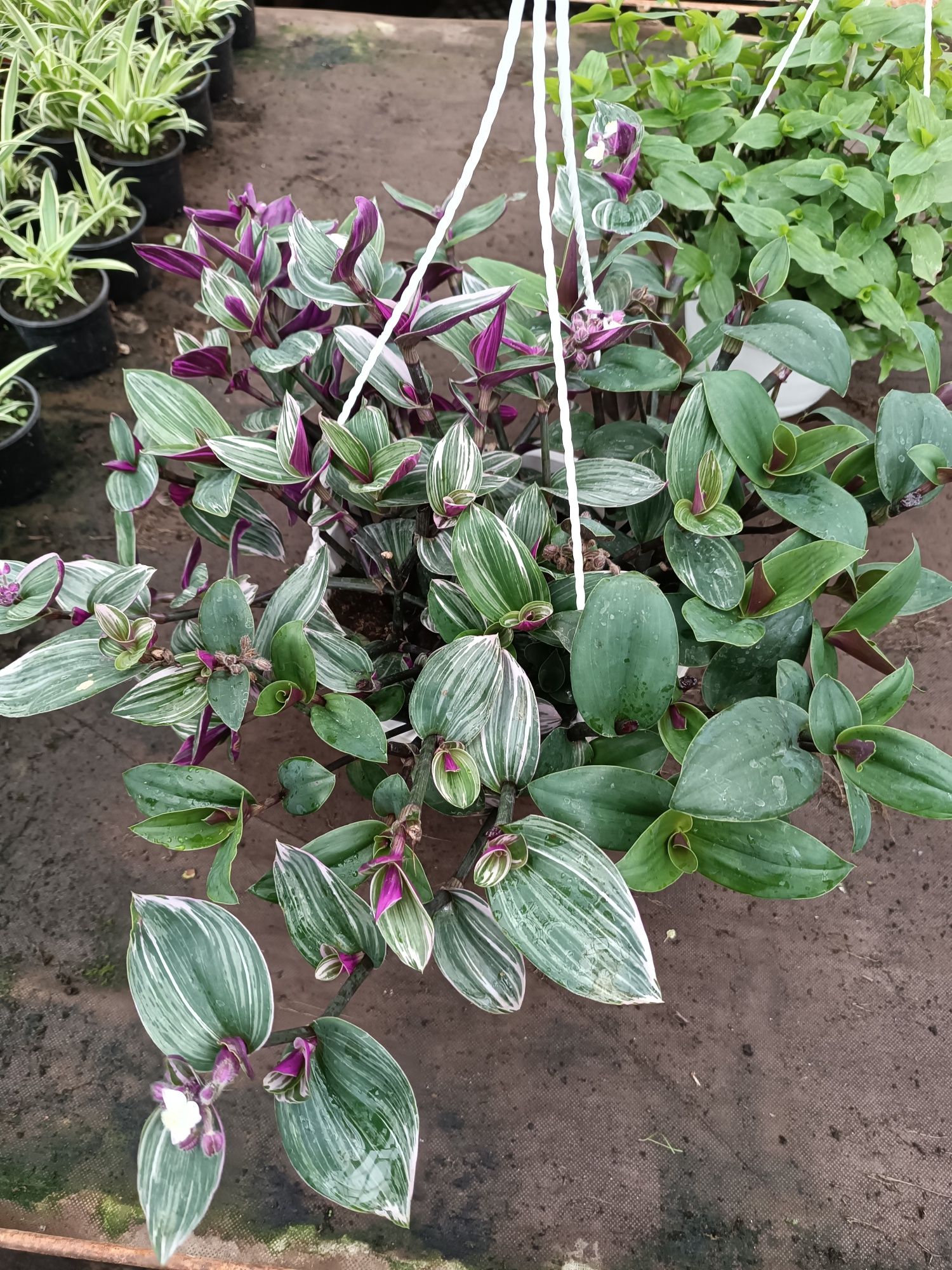 Trzykrotka nanonuk + violet green doniczka wisząca