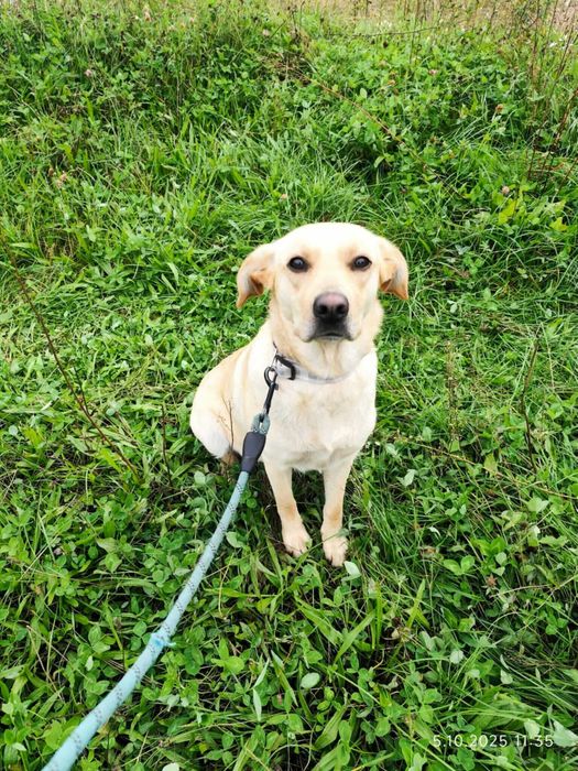 Hortensja- mini labrador do adopcji