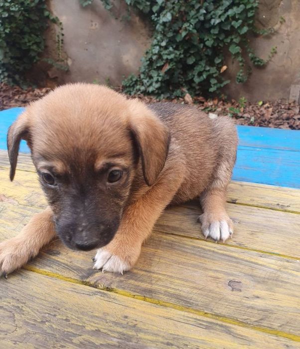 Отдам даром в добрые руки щенков