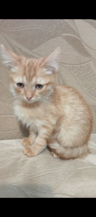 Руді киці - це ангели- охоронці