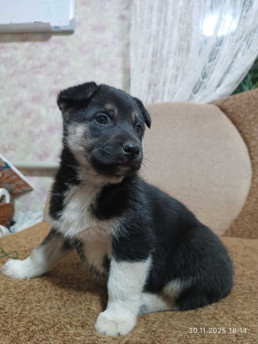 Безкоштовно гарненькі собаченята