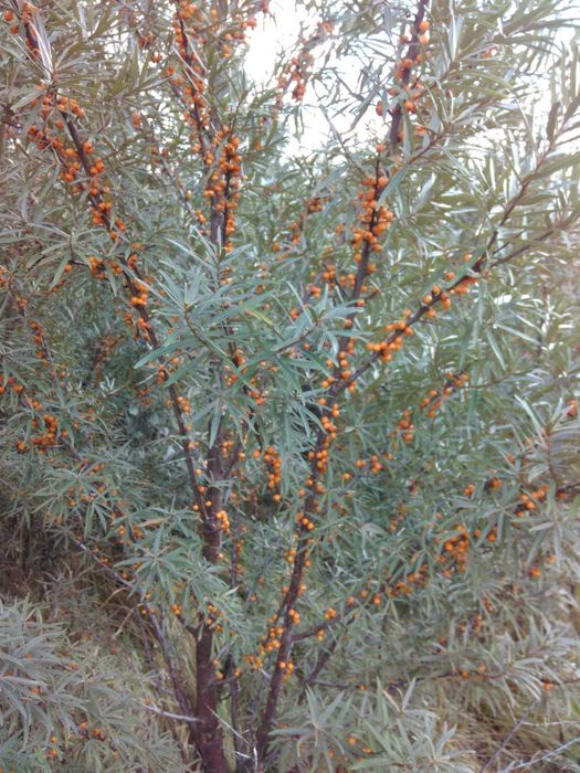 Саджанці Сливи/Чернослив/Обліпиха/Калина/Фундук/Туя/Горіх Грецький