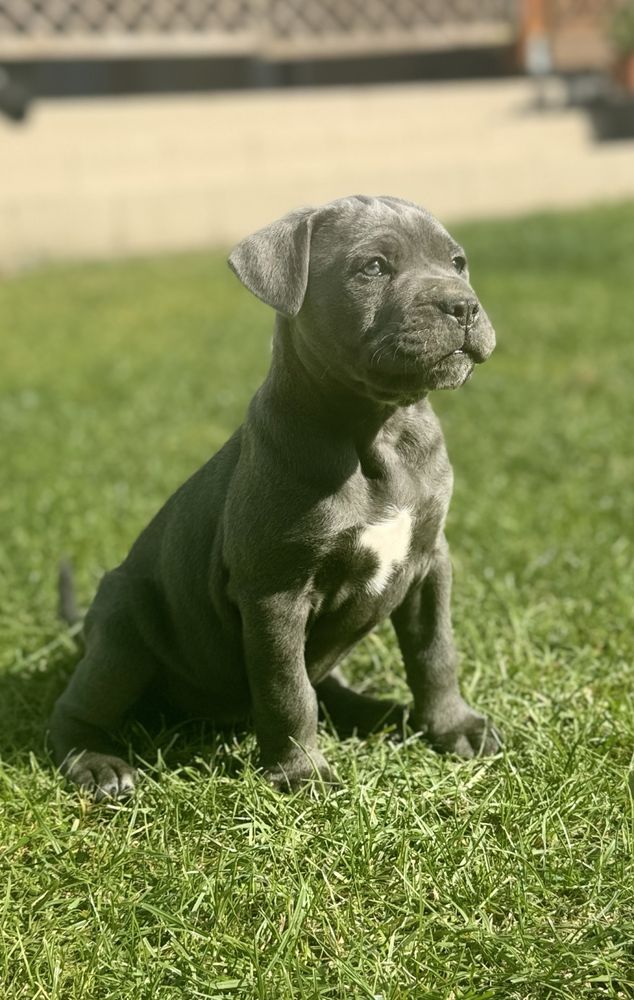 Szczeniak Cane Corso