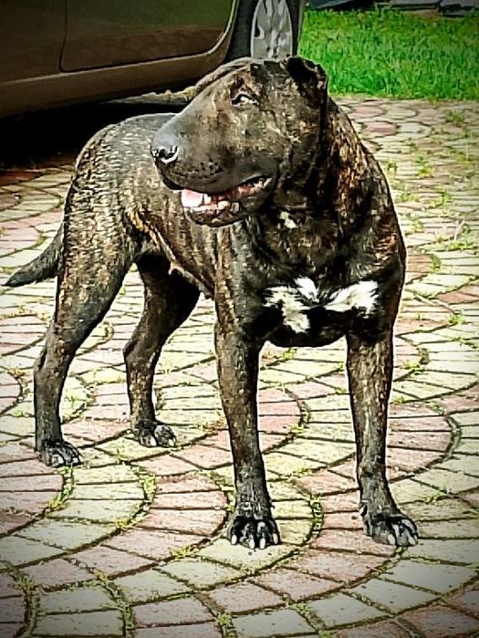 Bulterier standart szczeniak chłopak