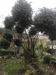 Camelia rara grande a dar flor 2 vezes ao ano